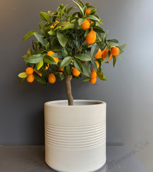 Seramikte Kumkuat Bitkisi