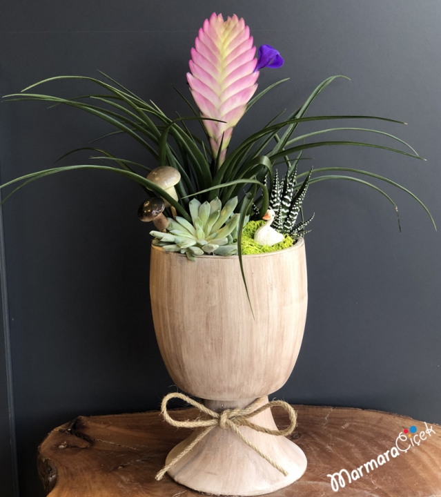 Seramikte Tillandsia