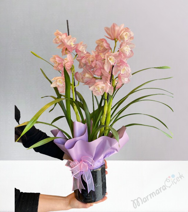 Sipityum Orkide Çiçeği