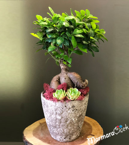 Sukulentli Bonsai