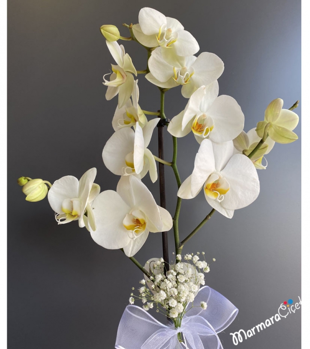 White Orchid