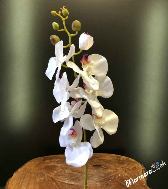 Tek Dal Beyaz Pembe Orkide
