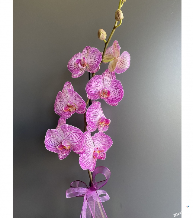 Tek Dal Kırçıllı Fuşya Orkide