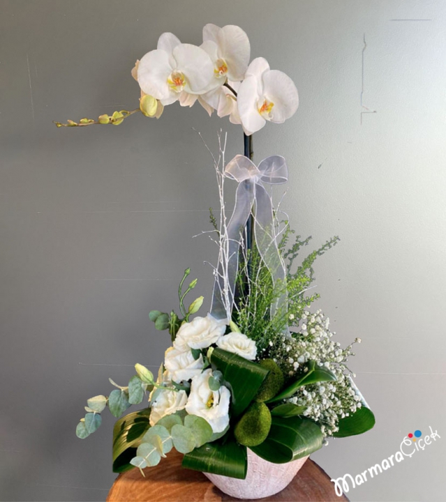 Single Orchid Arrangement