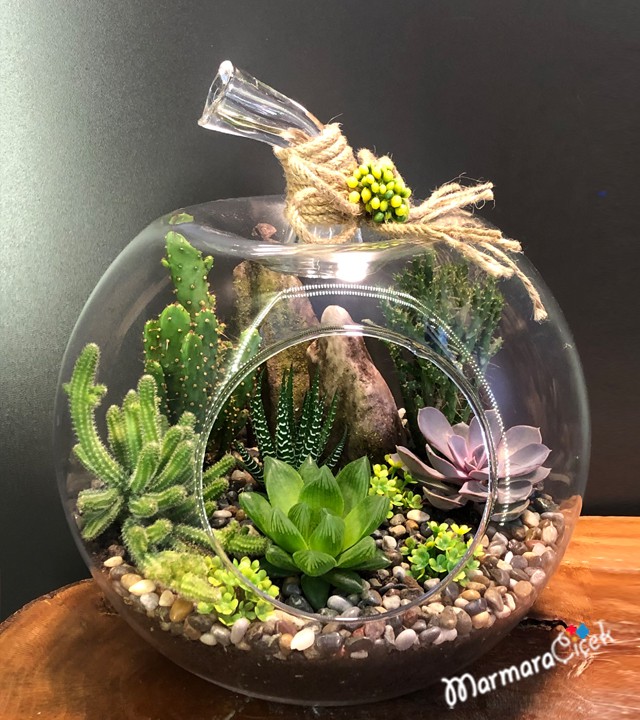 Live Succulent Terrarium