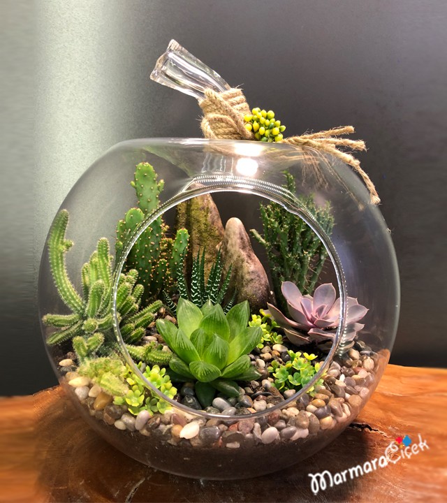 Live Succulent Terrarium