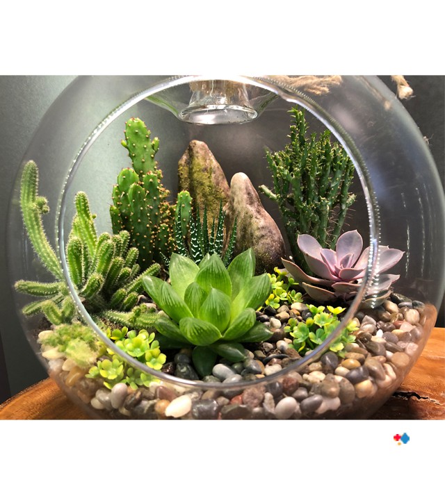 Live Succulent Terrarium