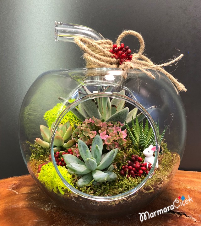 Succulents in the Apple Terrarium