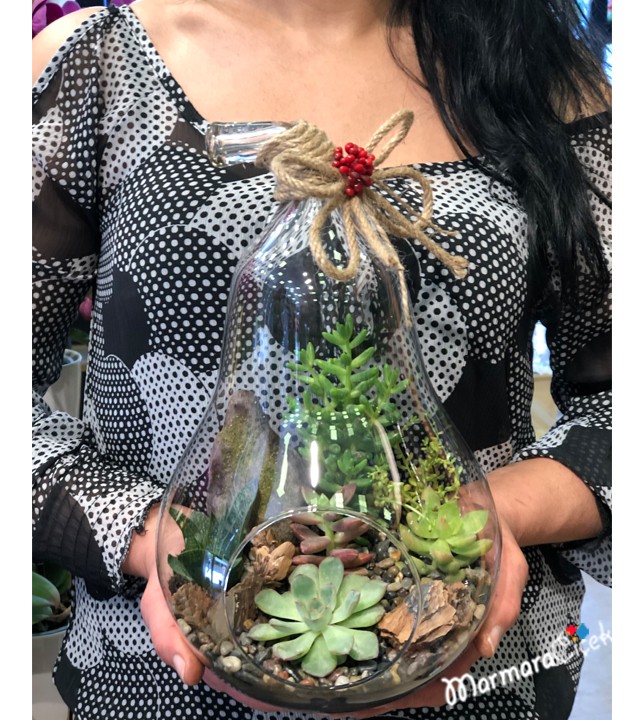 Armut Sukulent Teraryum