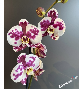 2 Dallı Benekli Orkide