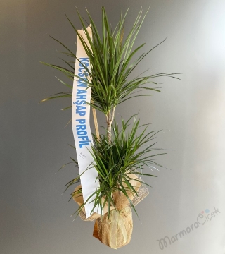 3'lü Dracena Marginata Fuar Aranjman