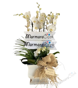 4 Dallı Fuar Orkide Aranjman 