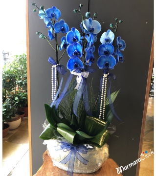 4 Dallı Mavi Orkide