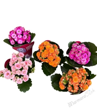 8 Mart Kadınlar Günü Çiçeği 