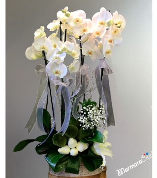Beyaz Orkide Gül Aranjman