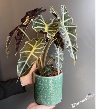 Alocasia Polly