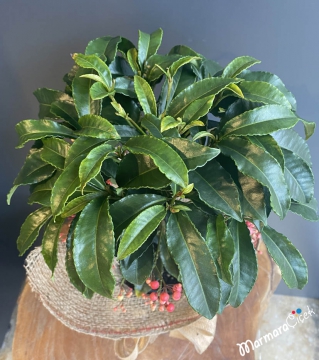 Pembe Ardisia Çiçeği