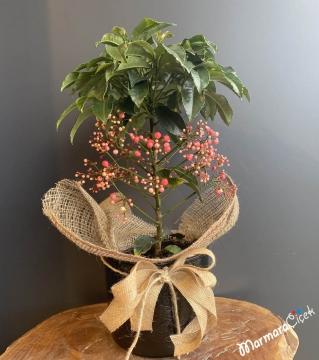 Pembe Ardisia Çiçeği