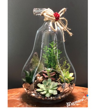 Armut Sukulent Teraryum
