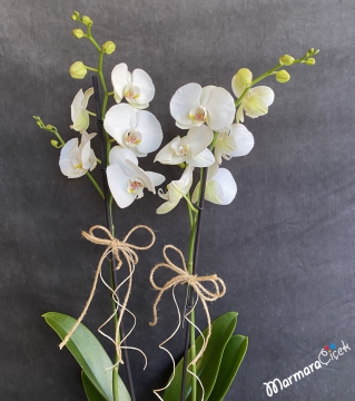 Seramikte Beyaz Orkide