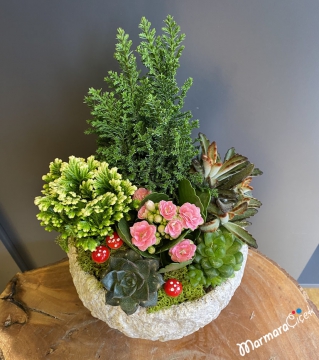 Ayaklı Saksıda Sukulent Bahçesi