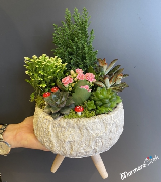 Ayaklı Saksıda Sukulent Bahçesi