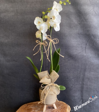 Ayaklı Seramikte Beyaz Orkide