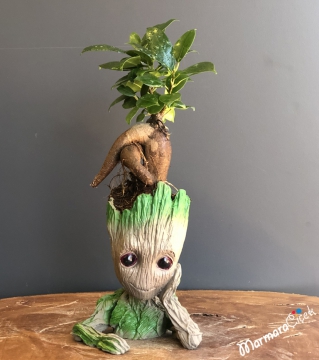 Baby Groot Serisi Mini Bonsai