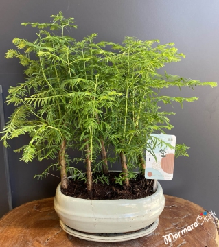 Bambu Bonsai