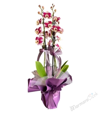 Benekli Mor Orkide
