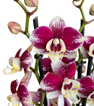 Benekli Mor Orkide