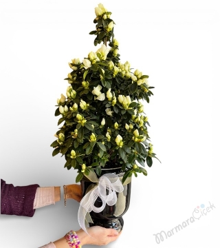 Beyaz Açelya Saksı Çiçeği