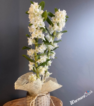 Beyaz Dendrobium Orkide