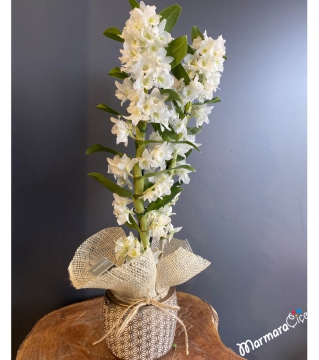 Beyaz Dendrobium Orkide