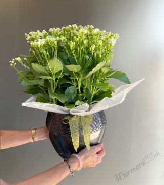 Beyaz Kalanchoe