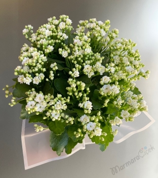 Beyaz Kalanchoe