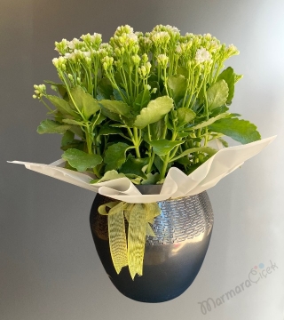 Beyaz Kalanchoe