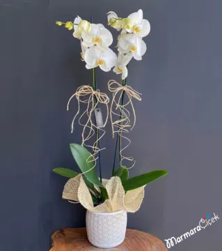 White Orchid in Ceramic Vase