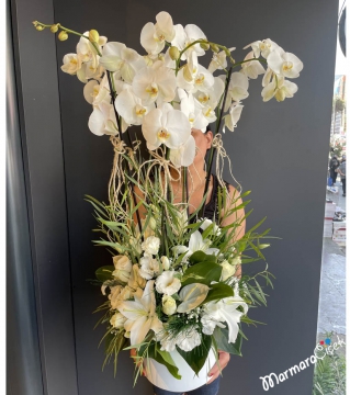Beyaz Orkide Düğün Çiçeği