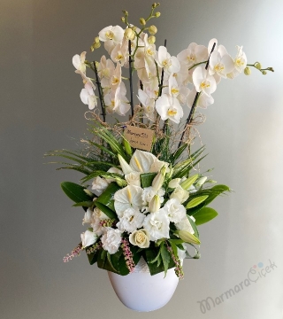 Beyaz Orkide Düğün Çiçeği