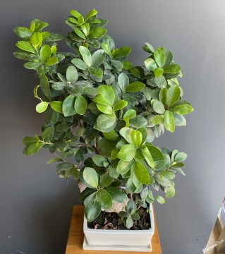 Beyaz Seramikte S Bonsai 