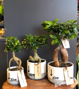 Bodur Ağaç Bonsai