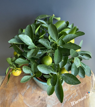 Bodur Mandalina Bitkisi