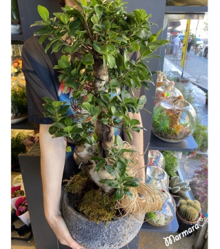 Bonsai Ağacı