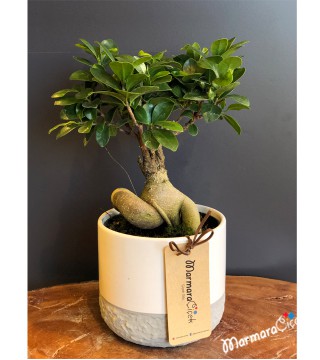 Bodur Bonsai