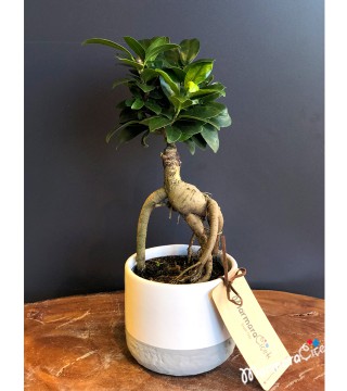 Bodur Ağaç Bonsai