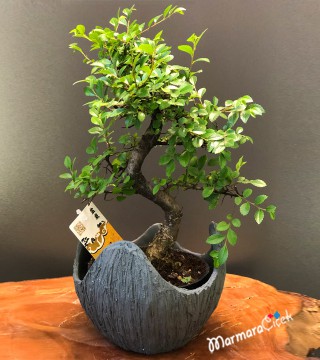 Şık Seramikte Bonsai