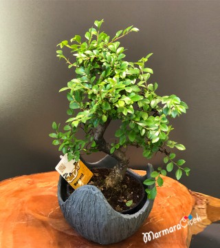 Şık Seramikte Bonsai