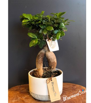 Bonsai Bitkisi