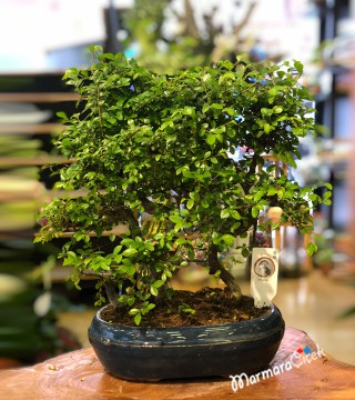Zelkova Bonsai Ağacı